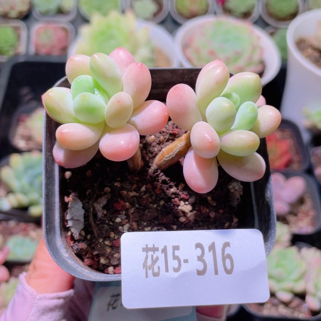 花利美15-316洛可可