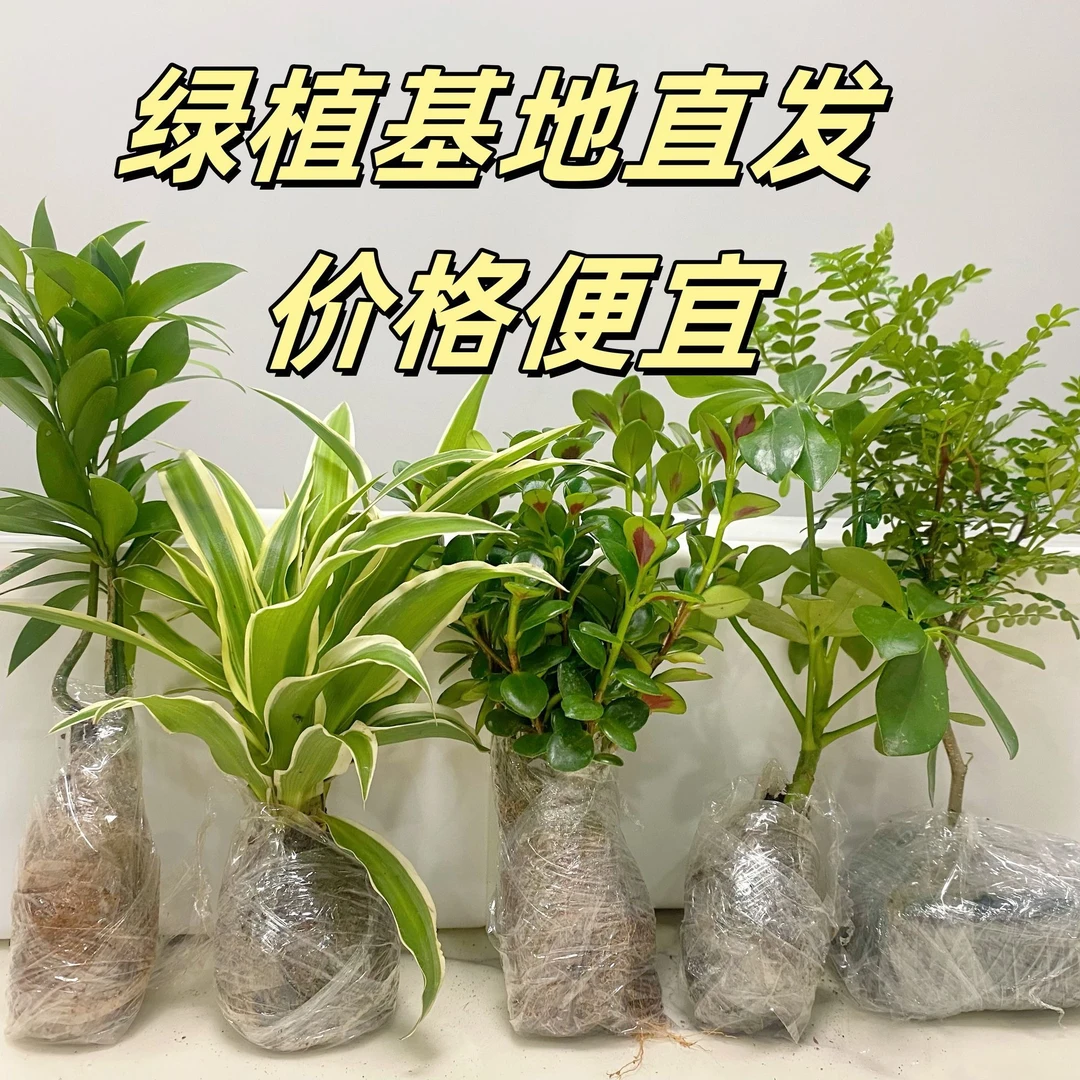 随机绿植一颗盆栽