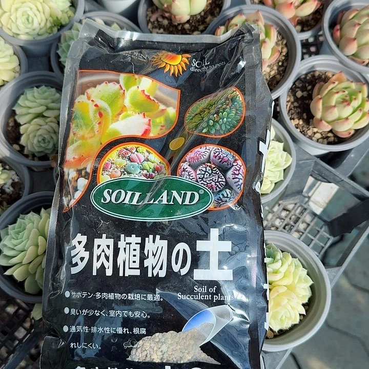 两包土多肉植物精品