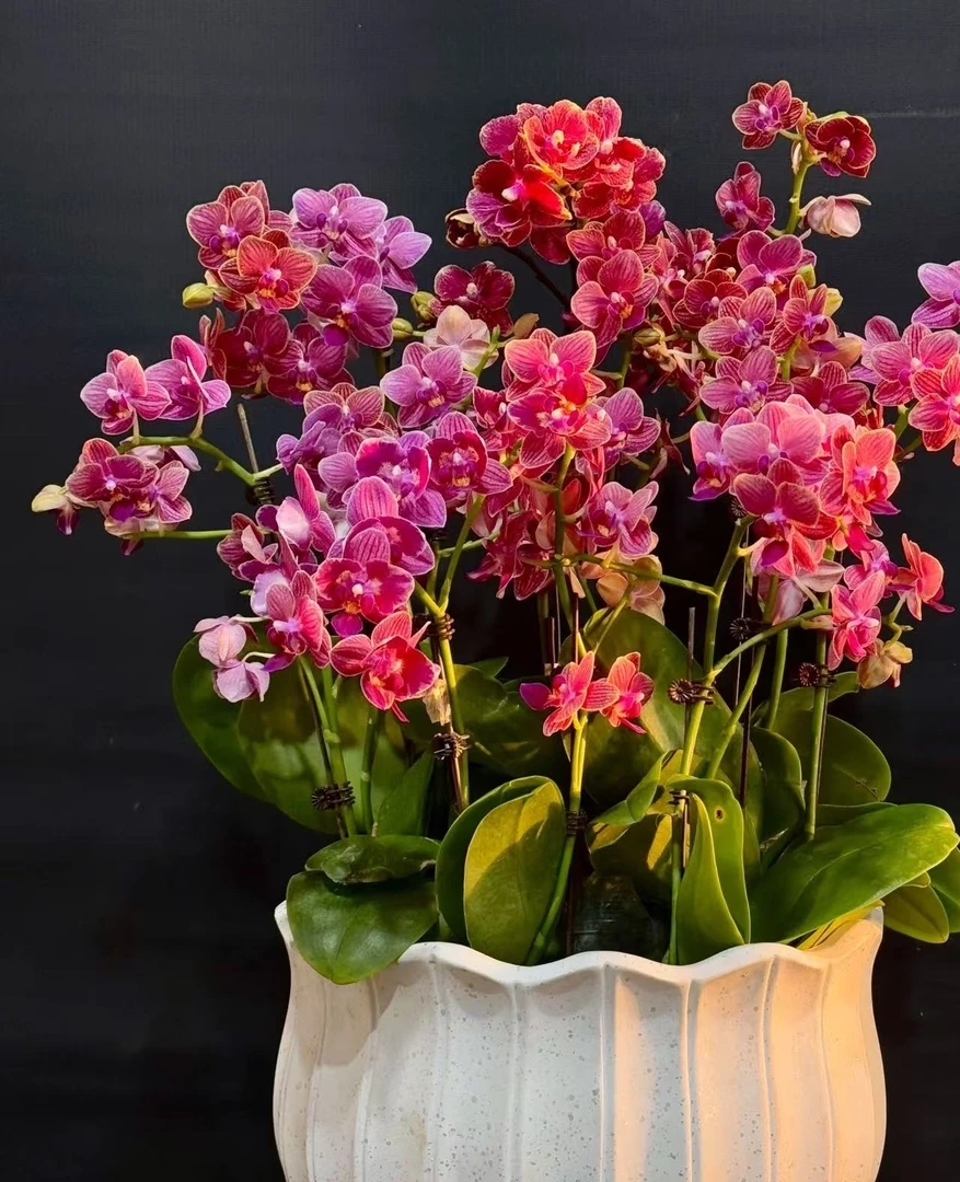 【4花剑金边玲珑】大杯 蝴蝶兰爱长侧枝花量多花期久蜡质花