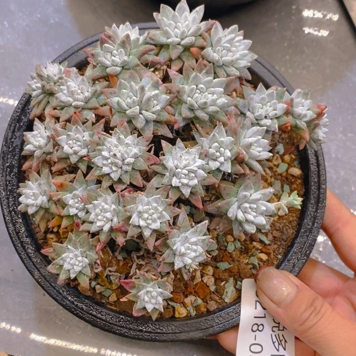 用****8夏悦多肉 0218-30白菊