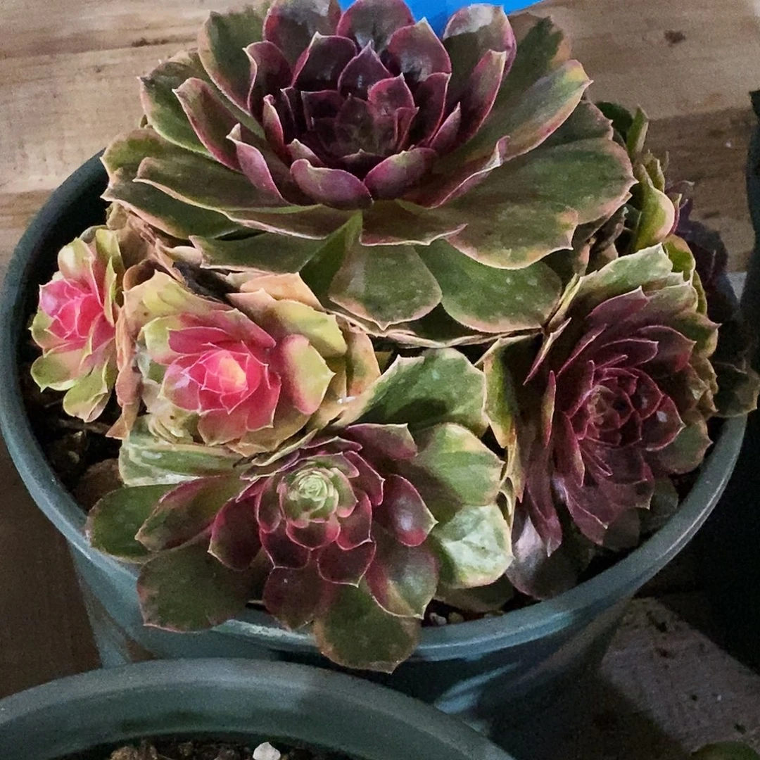 上古园艺多肉法师311