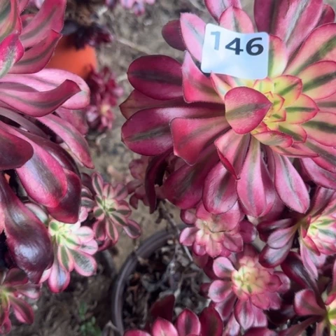 木*姐法师香奈儿2颗16-32