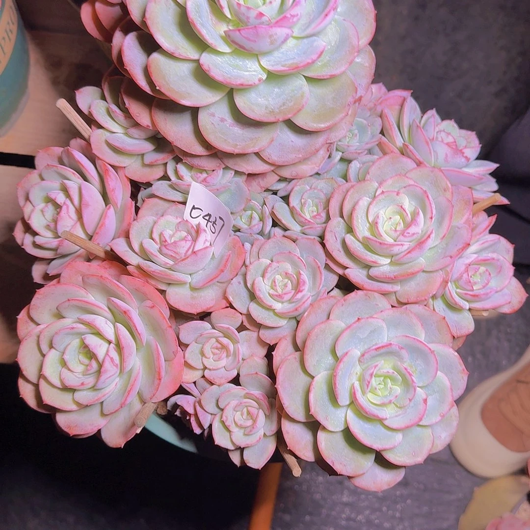 爱***贝0437瑶池仙子多肉植物