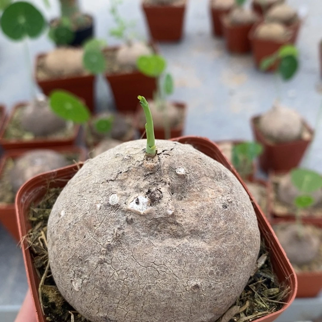 素可泰 清林专拍