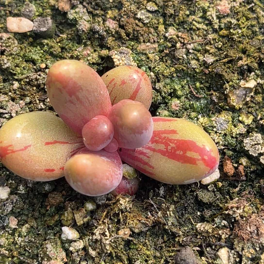 多肉特价红手指锦