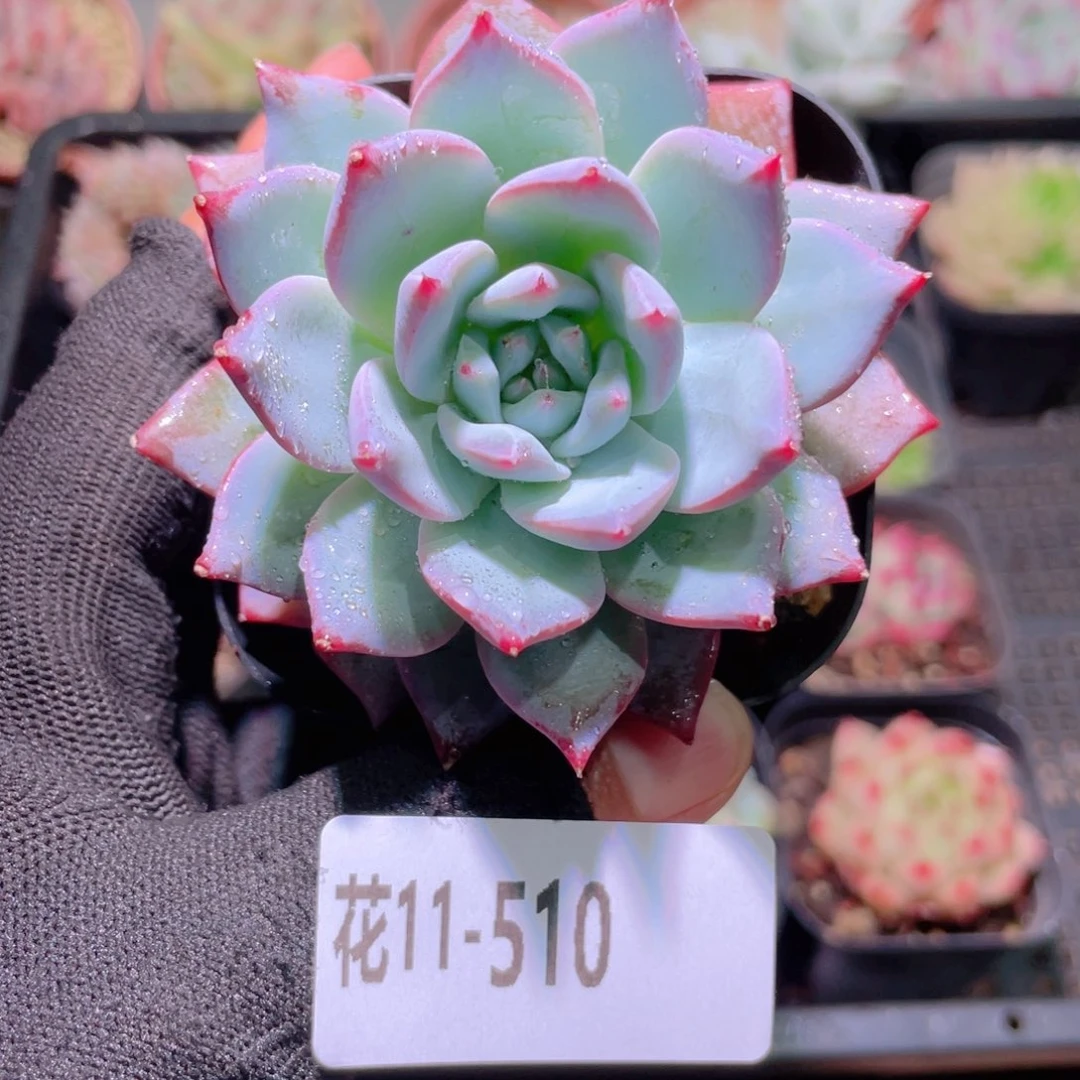 花利美11-510粉蓝鸟