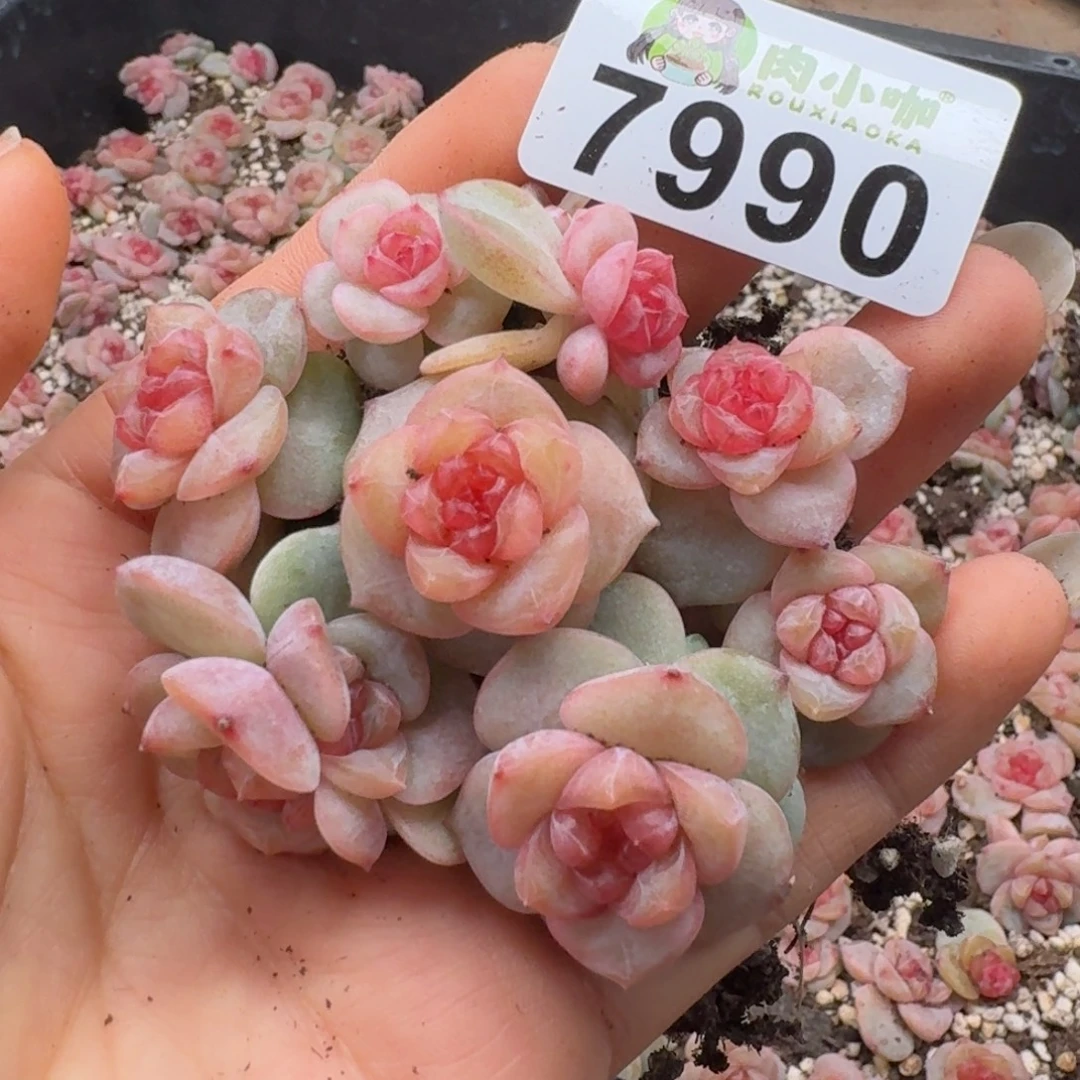 多肉植物多肉植物