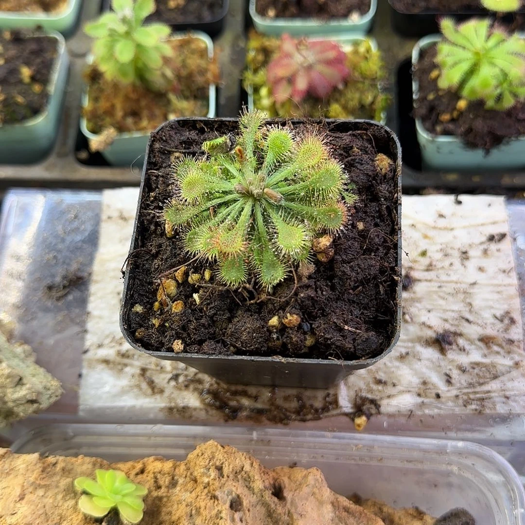 完全开放白毛茅膏菜