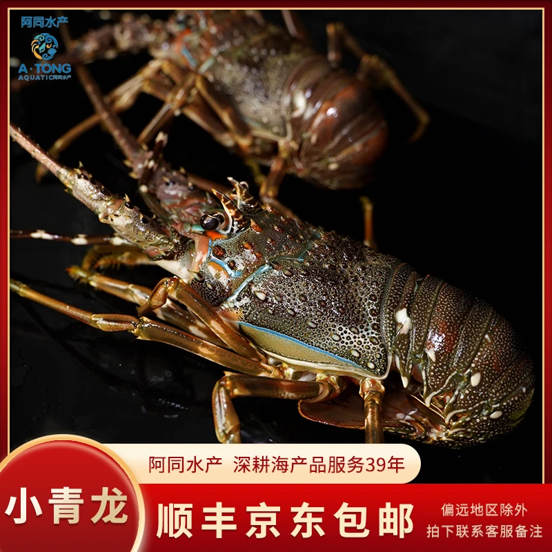 【阿同水产】鲜活小青龙肉嫩饱满