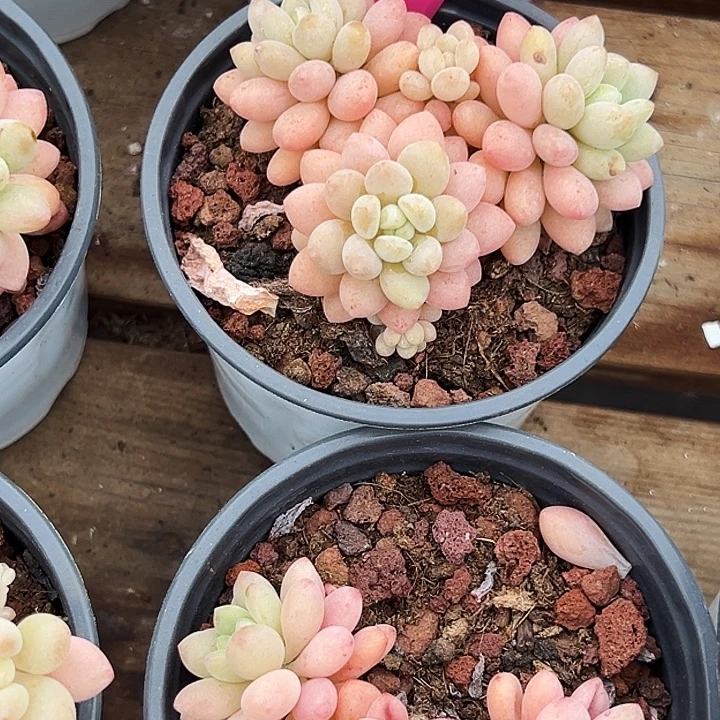 鱼子酱      福利多多