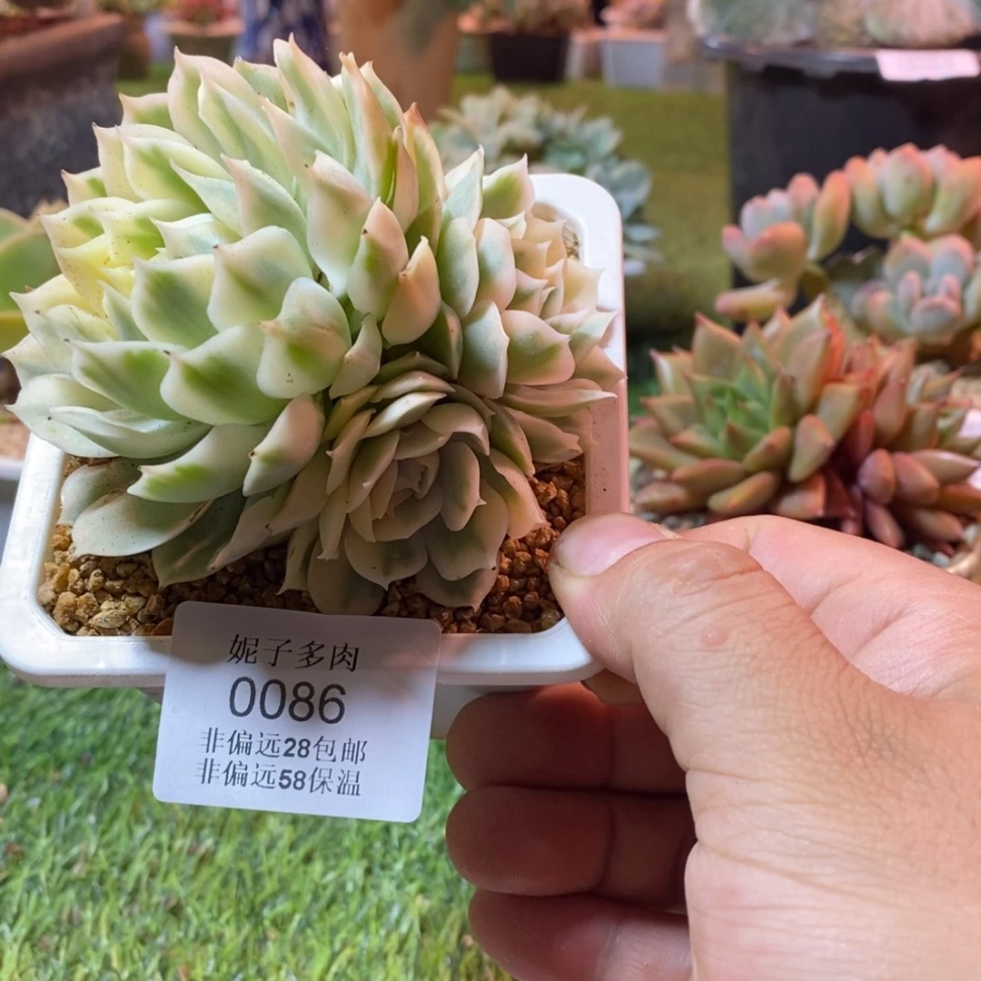 D***p0086啊啊啊啊啊啊啊啊啊