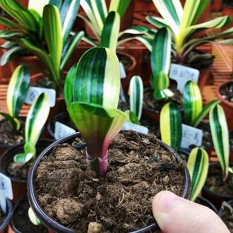 【闪购商品】孤**狼