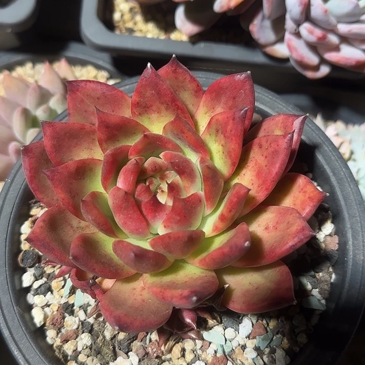 壮壮老桩多肉五十包邮