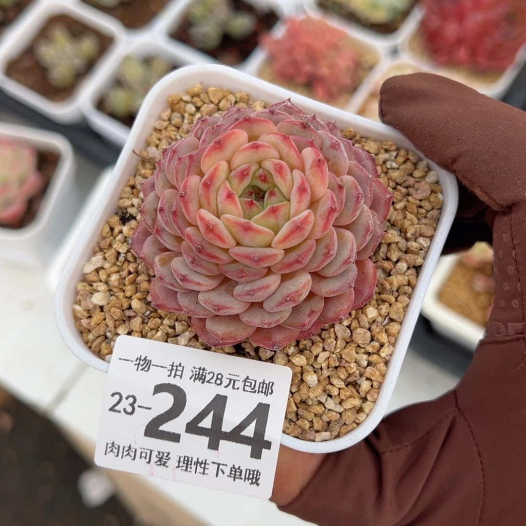 白胖子多肉多肉多肉多肉