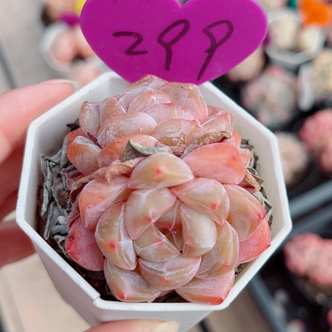 299号小老桩糖心双头