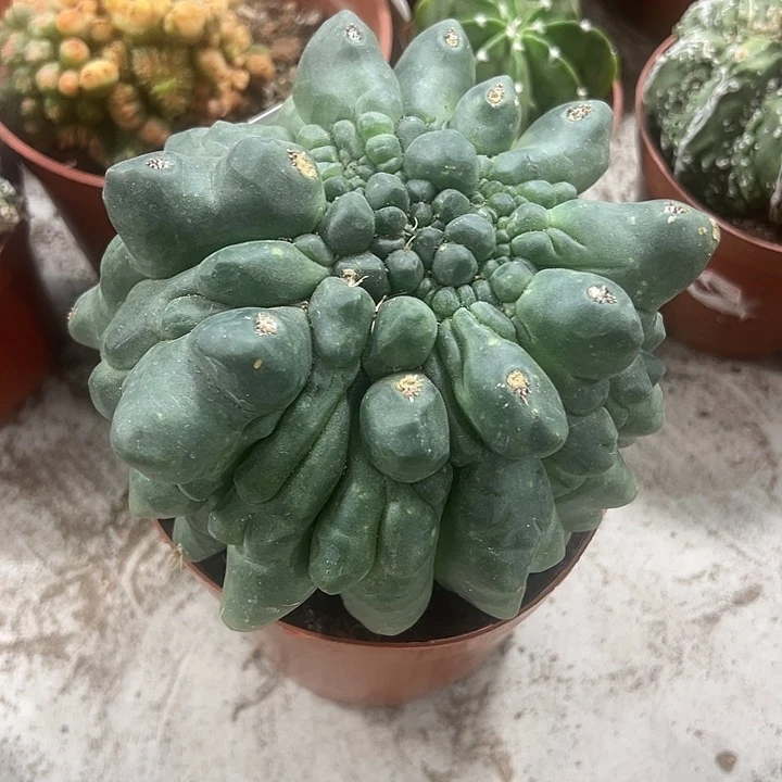 仙人球仙人球仙人球