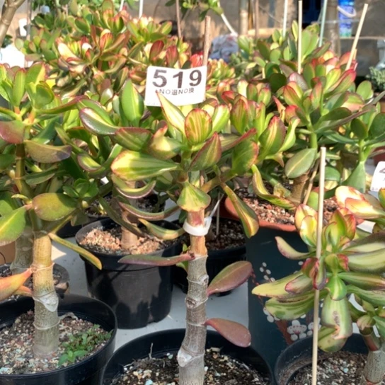 519卷叶脱土发货