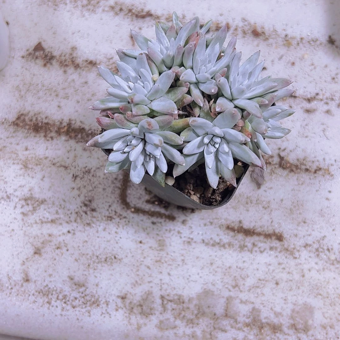 水*小白菊4到8头多肉