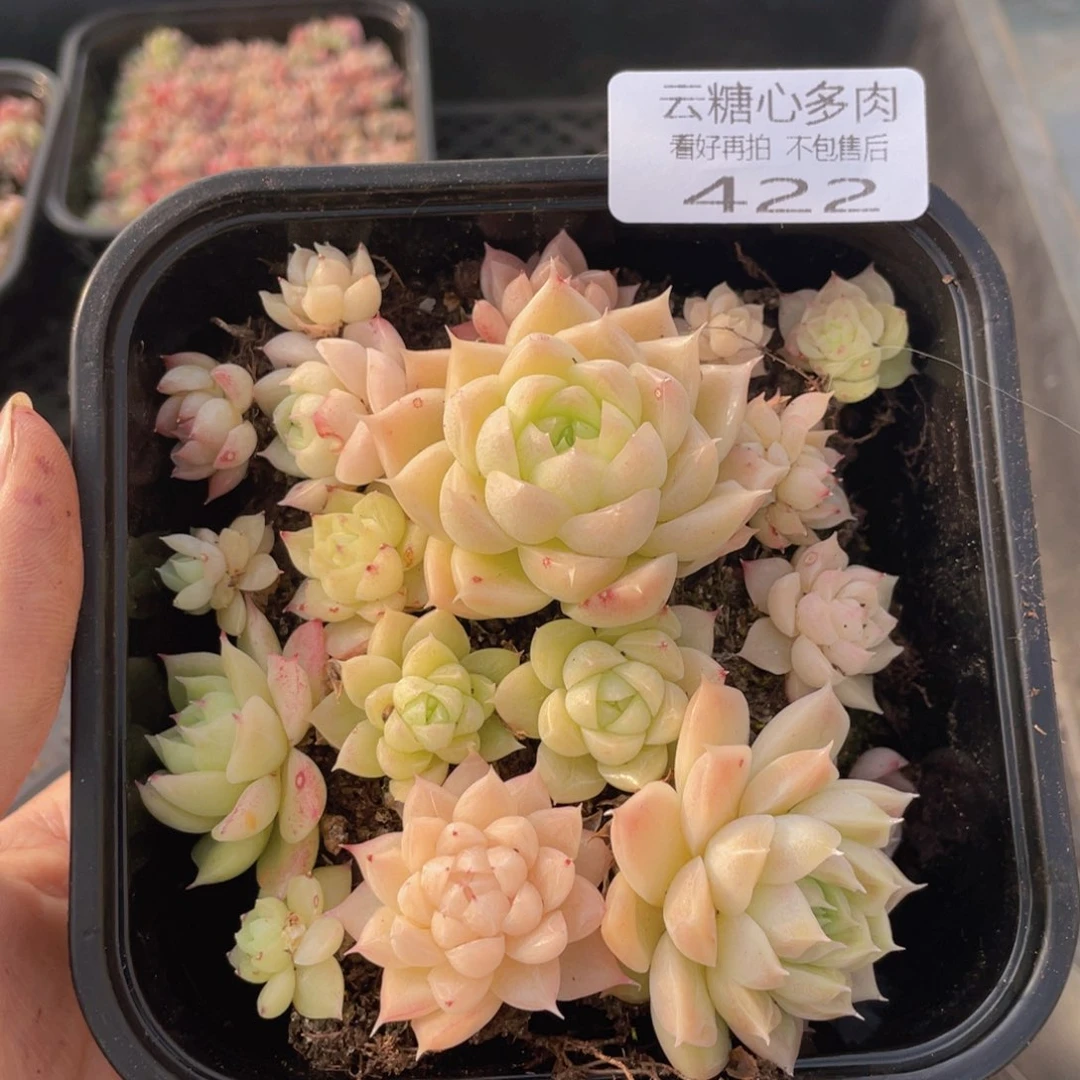 云糖心多肉植物422