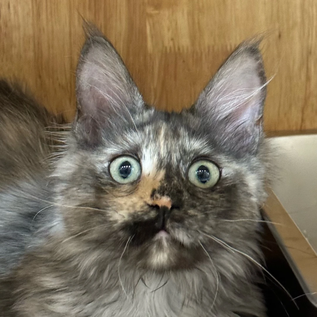来了姊妹-烟玳瑁缅因猫-妹妹-24
