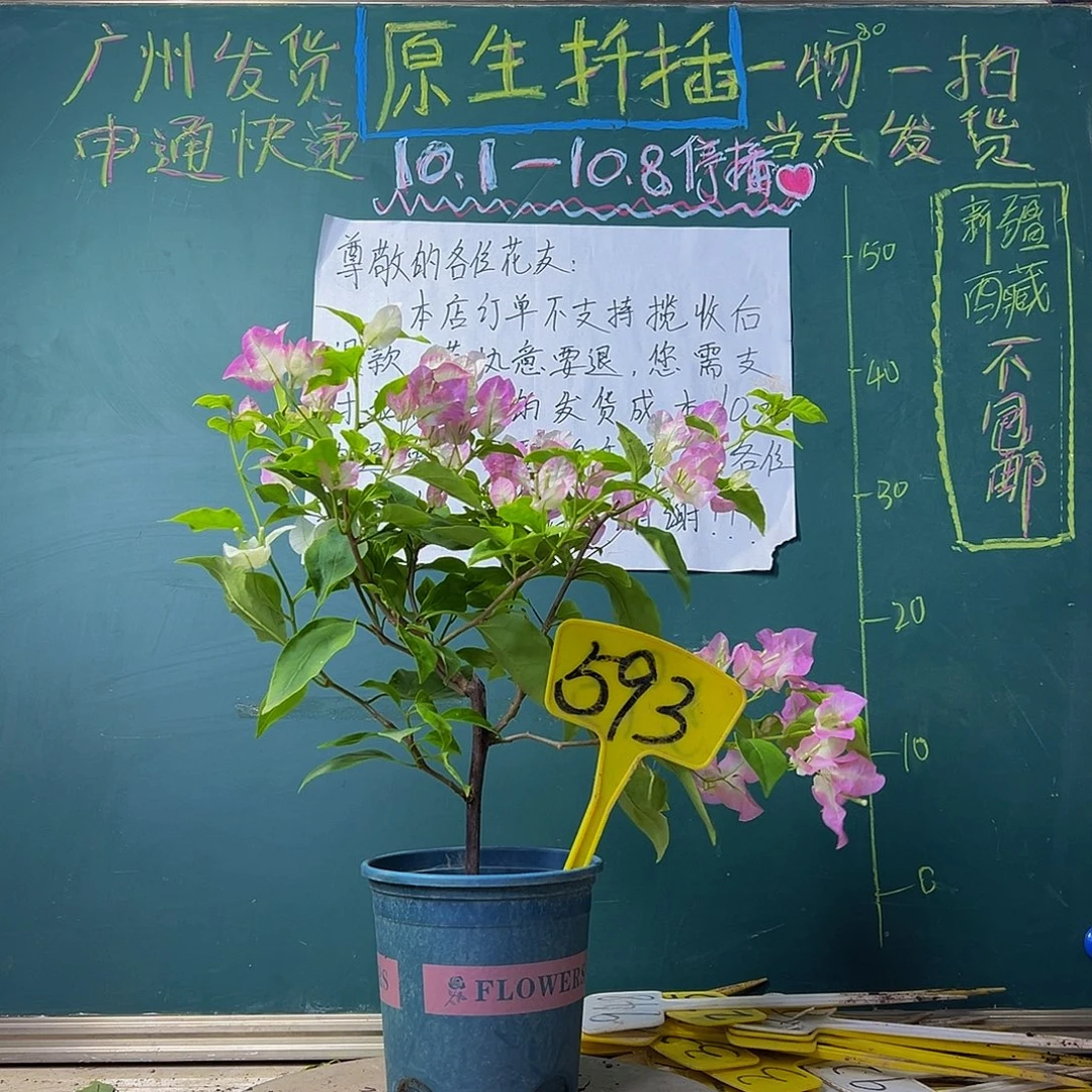 当前无花栽培后可以开花口红 593