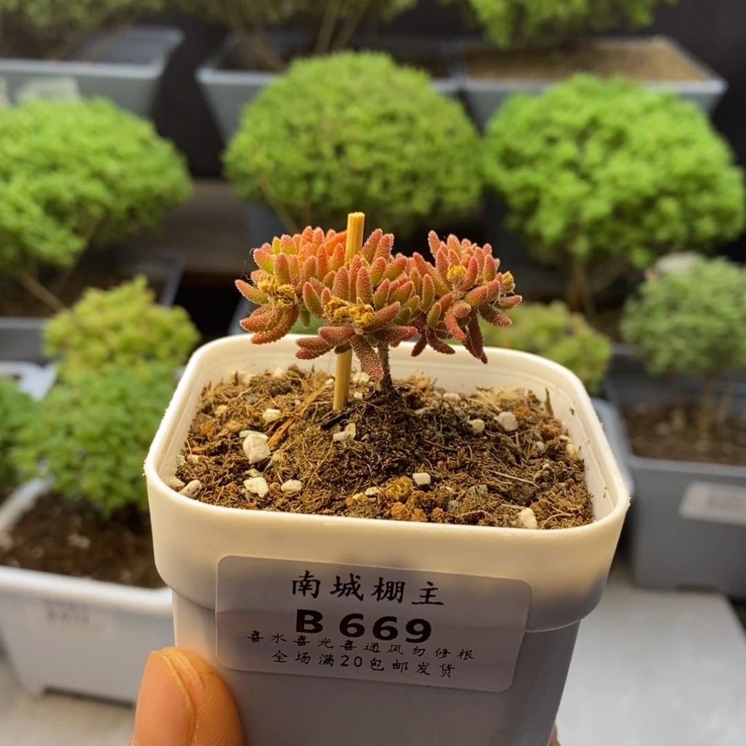 669红麒麟枝干番杏