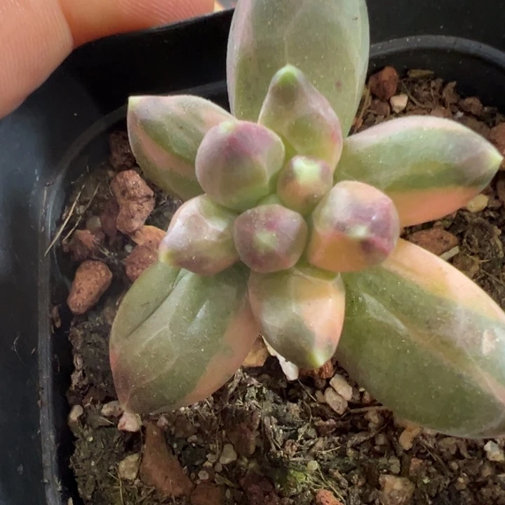 千代田锦多肉植物2512