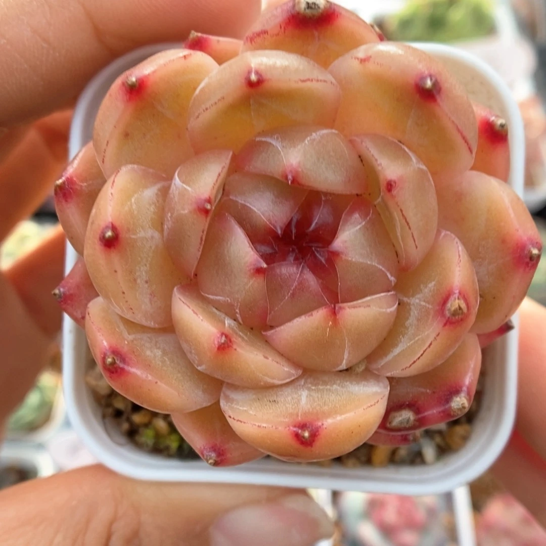 血橙珍妮可拍902号。