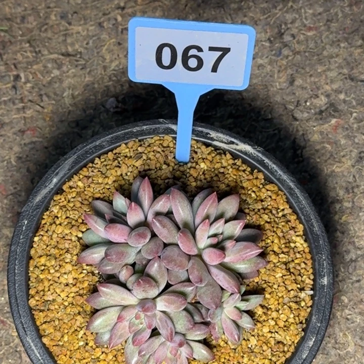 花***鹿多肉植物虞美人067