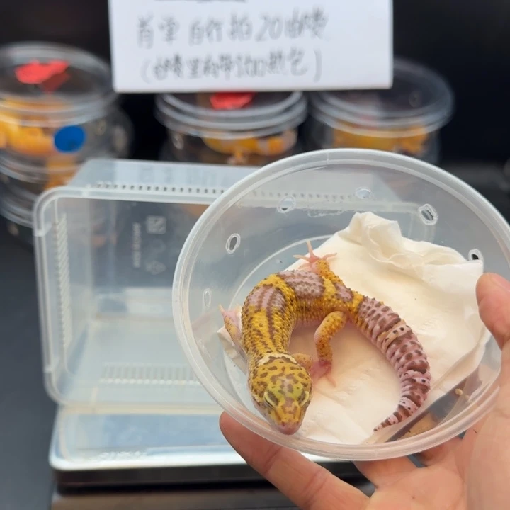 豹纹守宫贝尔白化弟弟