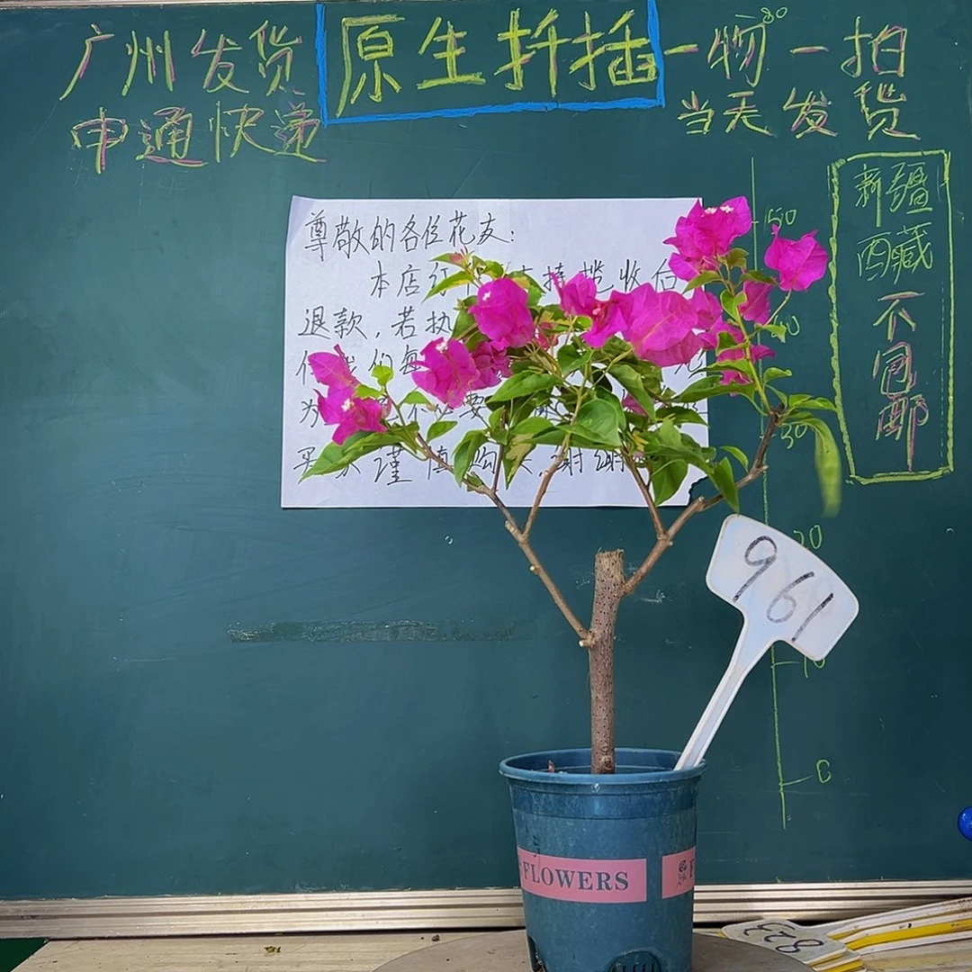 当前无花栽培后可以开花金双洋红公主同株961