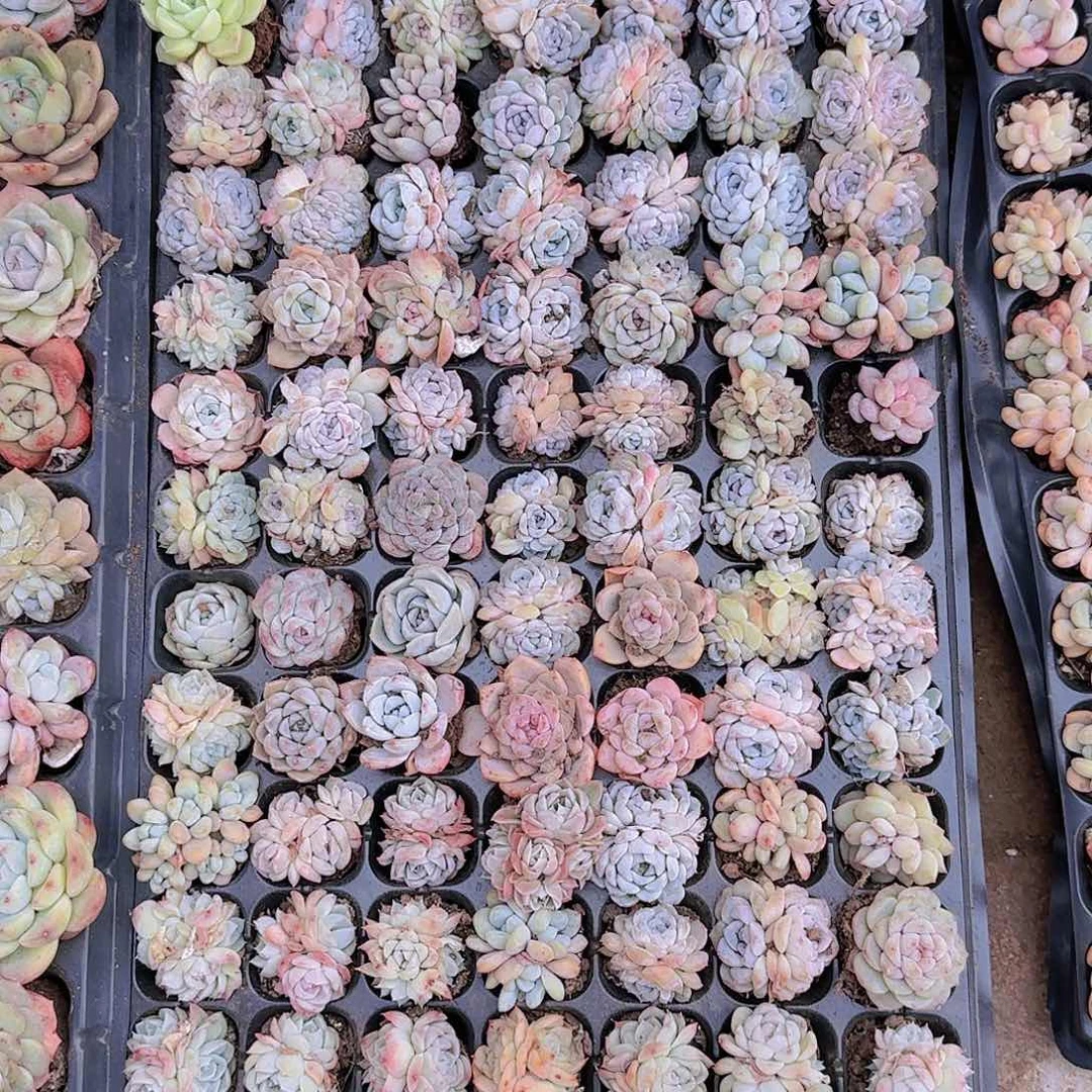 阿*直播一物一拍多肉32