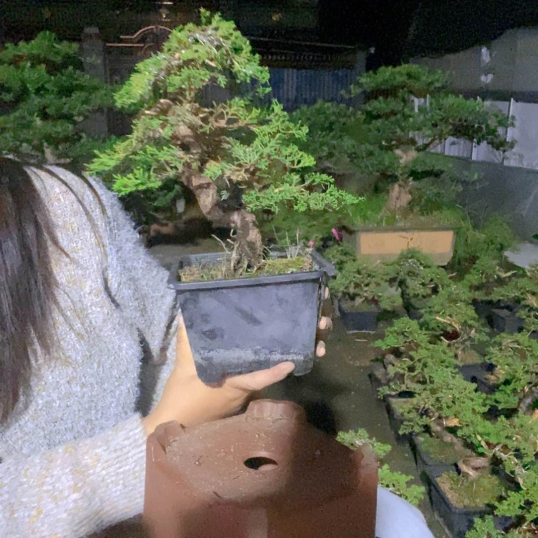 无花朵真柏盆景造型