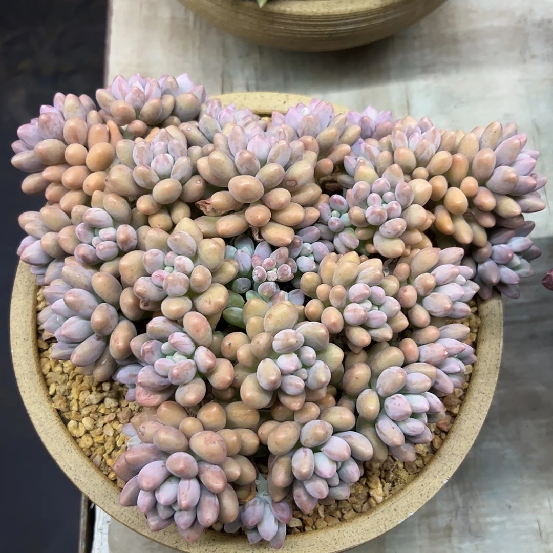 星黛露48 零零多肉植物
