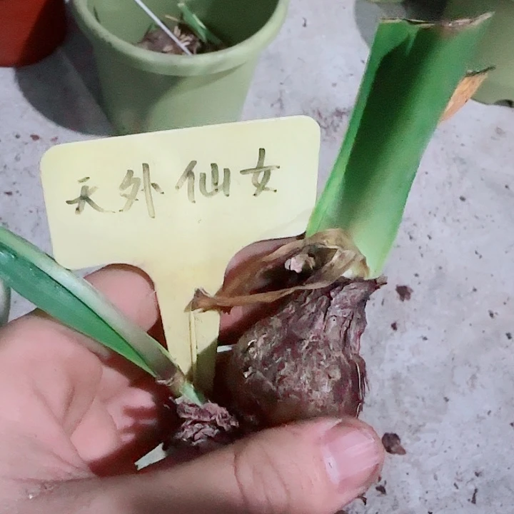 天外仙女3cm，裸球发