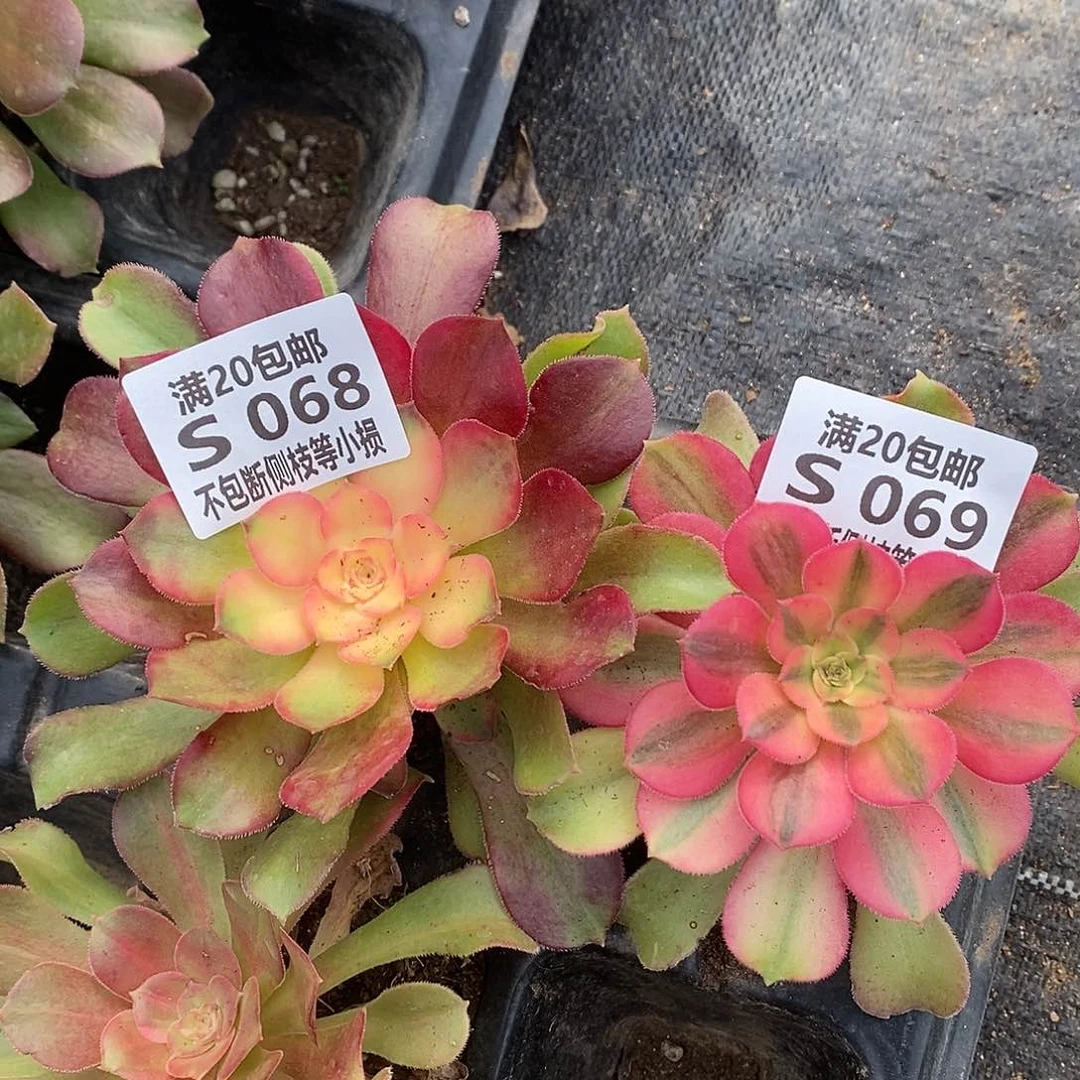 红牡丹多肉法师锦，068，069两棵