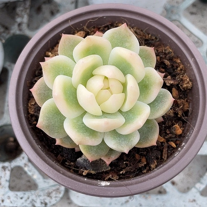 霜花锦一物一拍锦龙