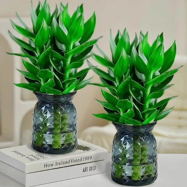 【买一送一】观音竹富贵竹水培植物绿植室内盆栽转运竹好养发财竹子