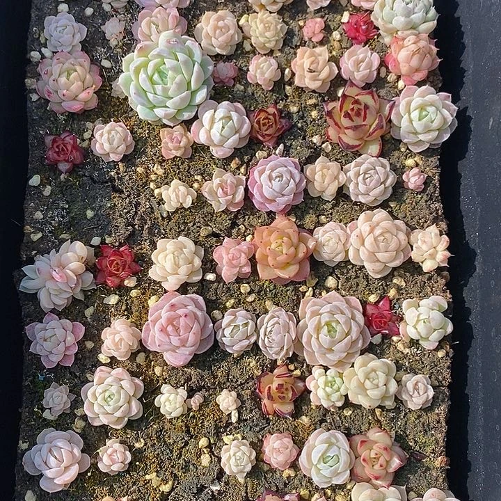 146 多肉植物盆栽花卉盆栽