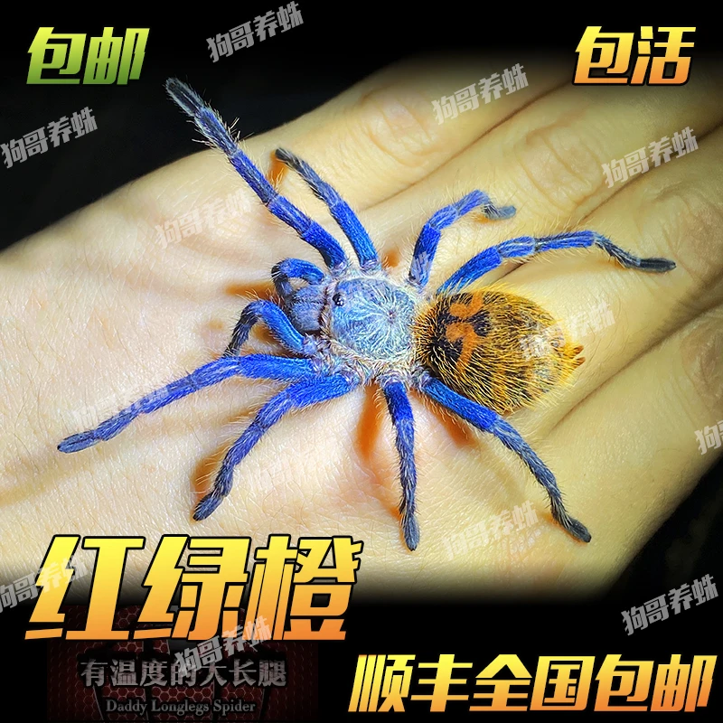 蓝色+橙色  温顺型 可上手 委内瑞拉红绿橙蜘蛛宠物