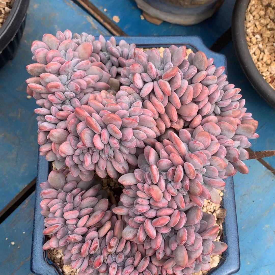 粉兔缀整板扇形板