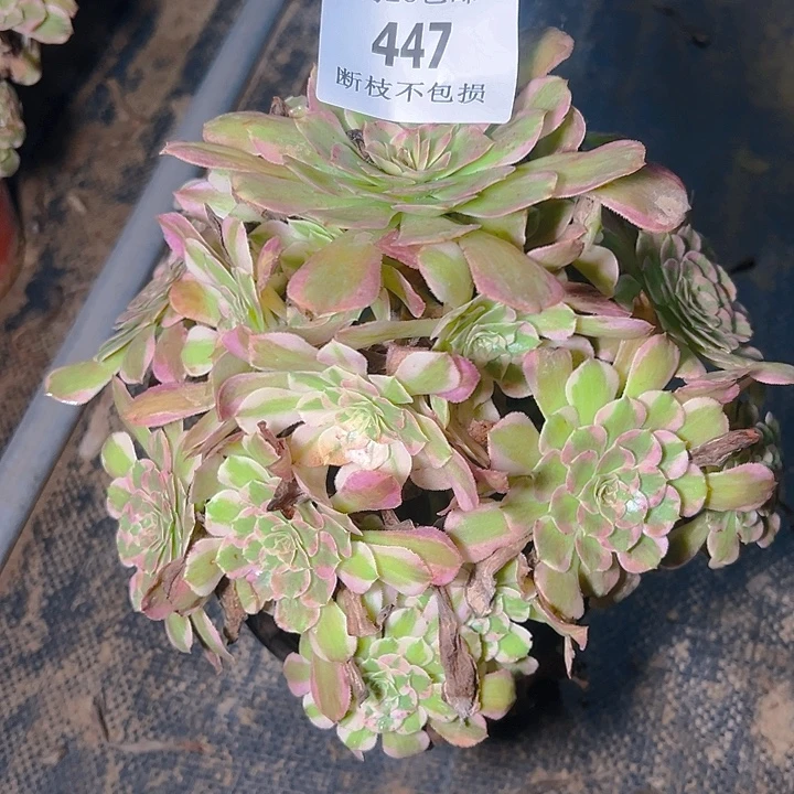 447霁月多肉植物保护