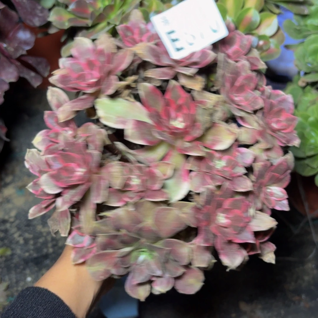 870多肉植物捧花的