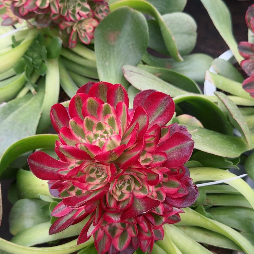 云*法师大棚自用种植土