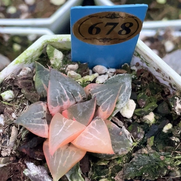 678酒吞锦texuandui