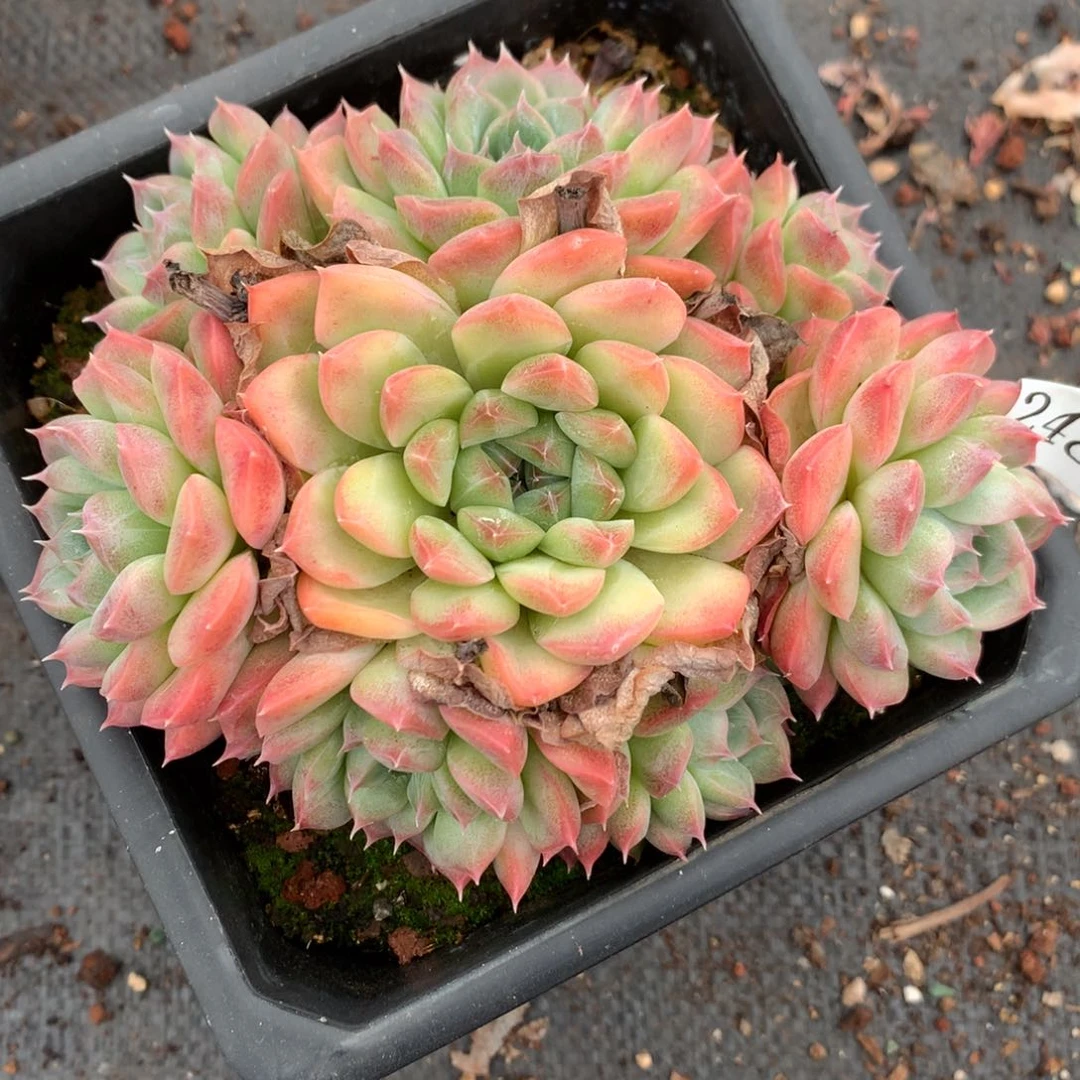 2486杂交多肉老桩