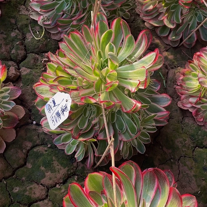 我*多肉法师孔雀翎寄养度夏发货