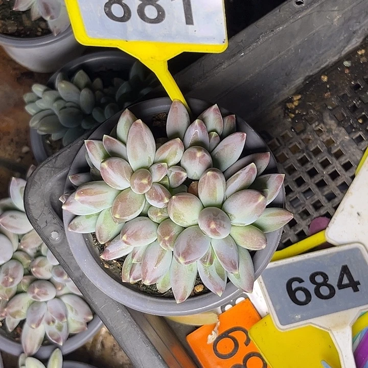 故***辞多肉植物星空sp881