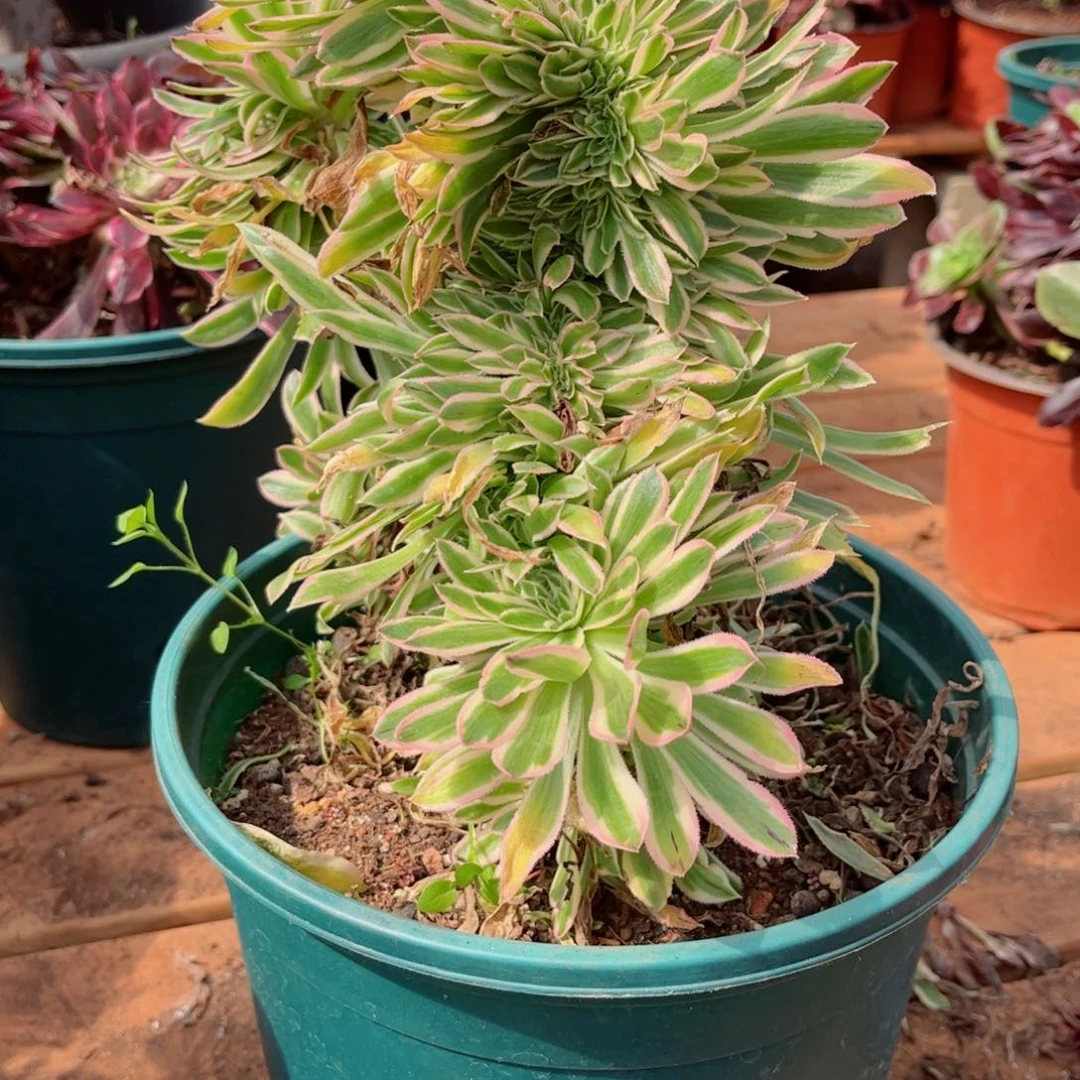 多肉植物678夕颜